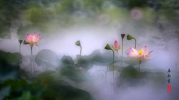 荷花-張鈞良老師