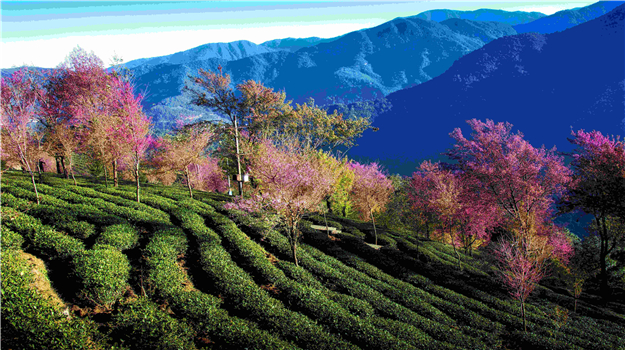 歐陽百鳴老師——無量山櫻花谷作品欣賞